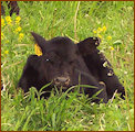 Angus Calf